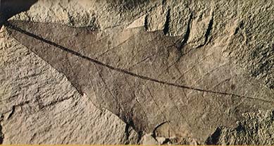 Leaves in stone, such as this one, tell us that oak trees have flourished for millions of years.